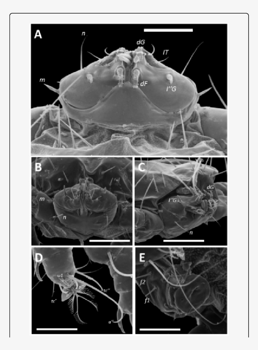 Different Views Of A Female Of Ophioptes Ekans N - Computed Tomography, transparent png