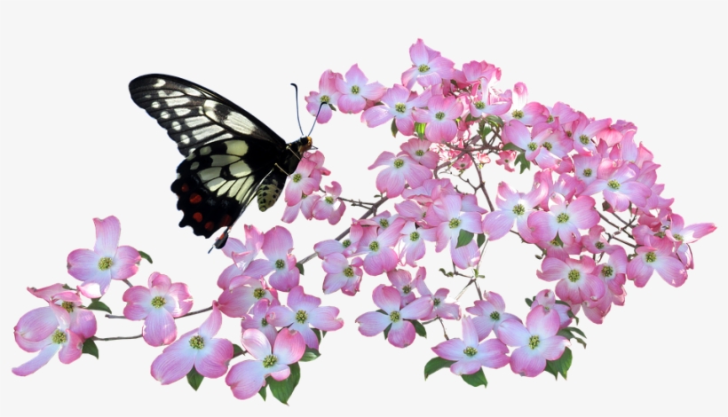 Butterfly, Dogwood, Flowers - Png Butterfly In A Flower, transparent png