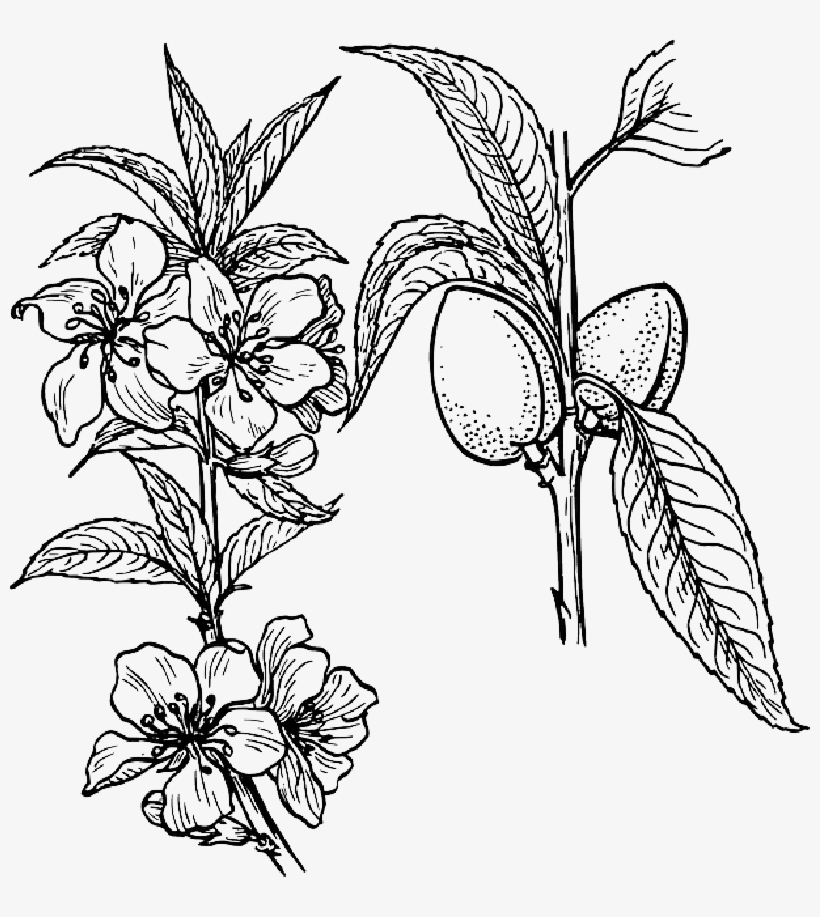 Collection Of Free Branches Flower Download On - Plant Clip Art, transparent png
