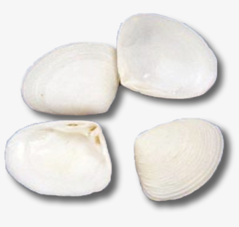 Pebble, transparent png