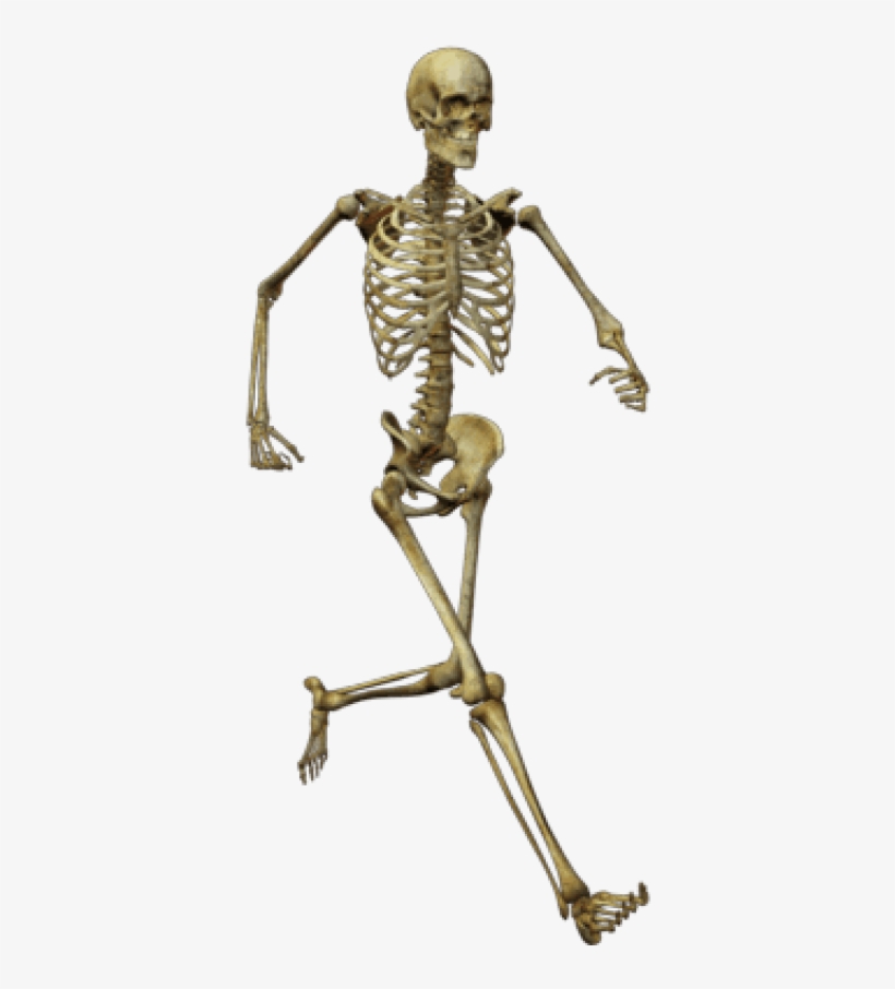 Download Running Skeleton Png Images Background - Human Skeleton Png, transparent png