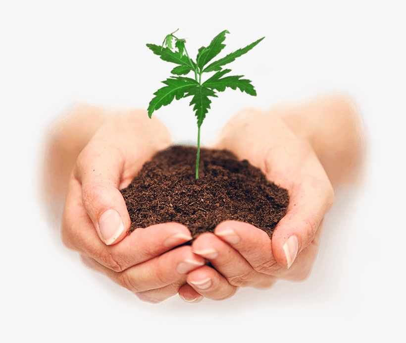 Conheça-nos - Plant In Hand, transparent png