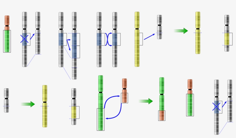 An Apollo Mutation Primer - Diagram, transparent png