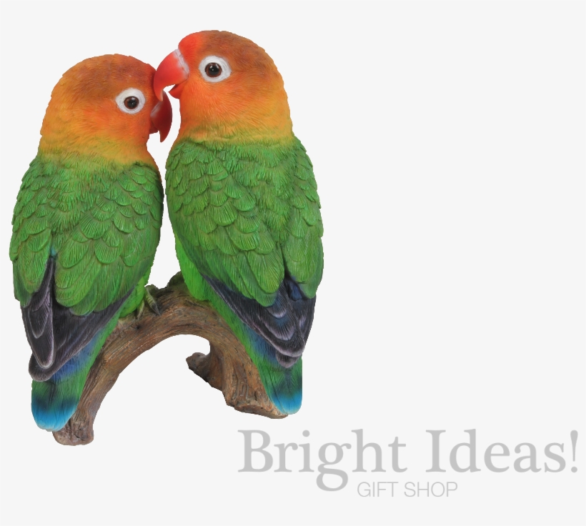 Love Birds Exotic Real Life Birds - Love Birds Png Gif, transparent png