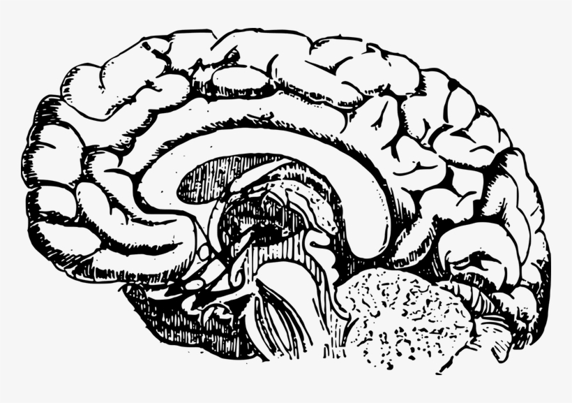 Carbohydrates At Getdrawings Com Free For Personal - Brain Development Black And White, transparent png
