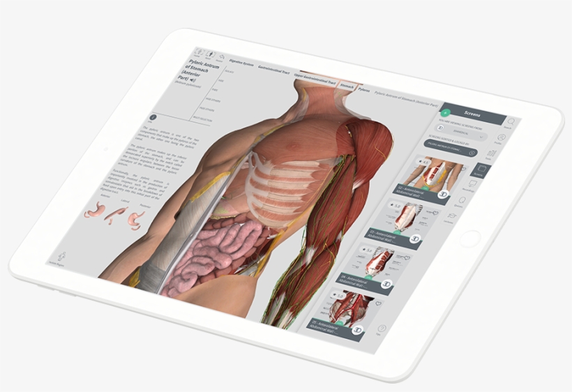 The 3d4medical Student Ambassador Program Gives You - Illustration, transparent png