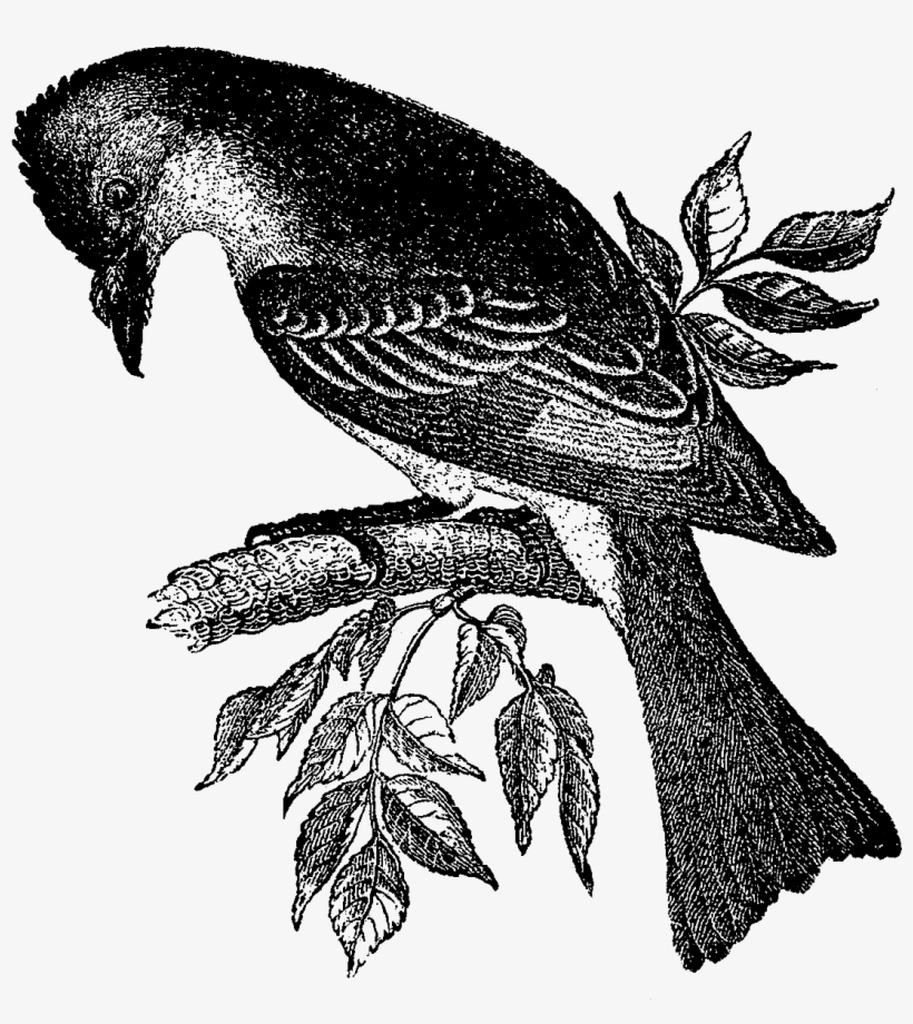 Digital Bird Downloads - Perching Bird, transparent png