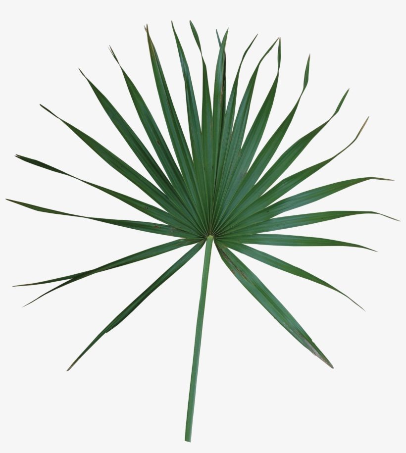 Simple - Saw Palmetto Extract, transparent png