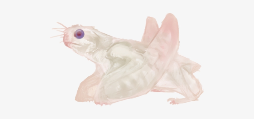 2 - Cockatoo, transparent png