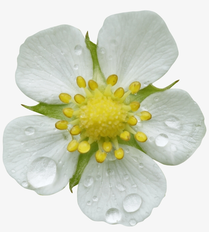 35 Photo Fleurs Detourees Png Gratuite - Cinquefoils Png, transparent png