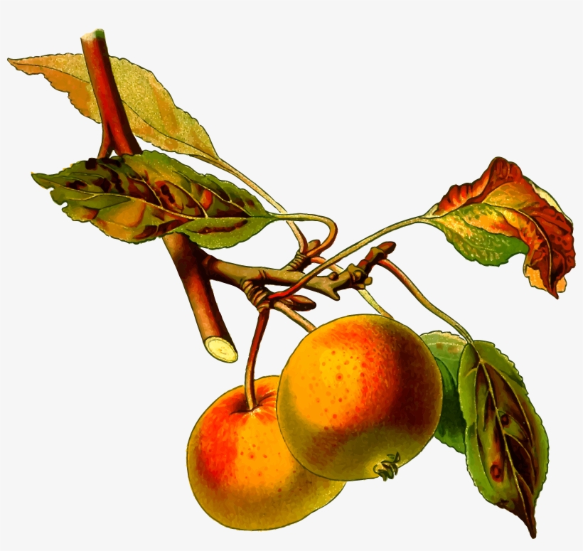 This Free Icons Png Design Of Apple Tree 2, transparent png
