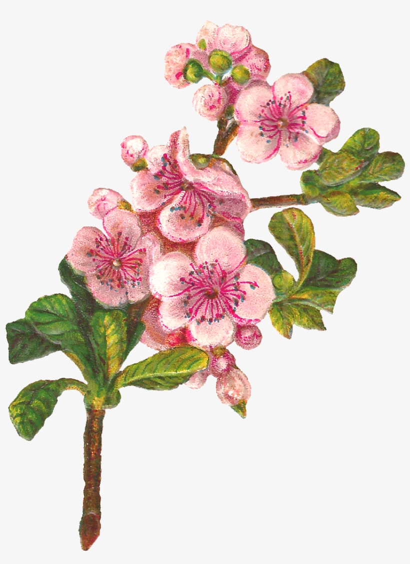 Png Transpa Antique Images Botanical Art Flower Digital - Apple Blossom Png Clipart, transparent png