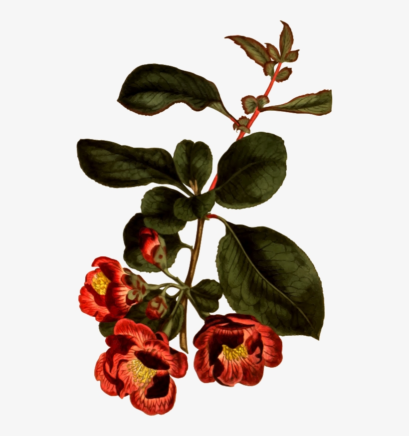 Medium Image - Chaenomeles Speciosa Illustration, transparent png