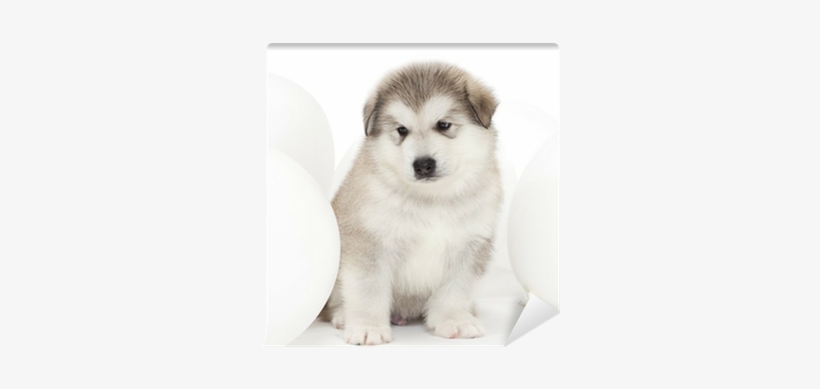 Malamute Puppy With White Balloons Wall Mural • Pixers® - Balloon, transparent png