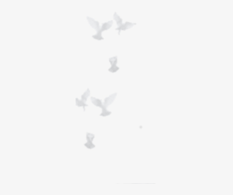 Anna Lisa Hernandez, Aka “the Dove Lady”, Officially - Province Of Bergamo, transparent png