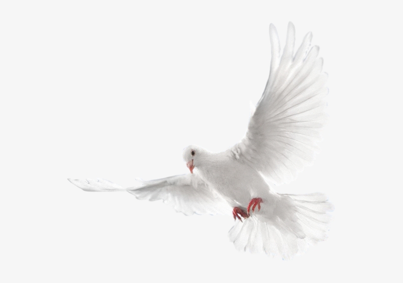 Mq White Dove Bird Birds Animal Animals - Arctic Tern, transparent png