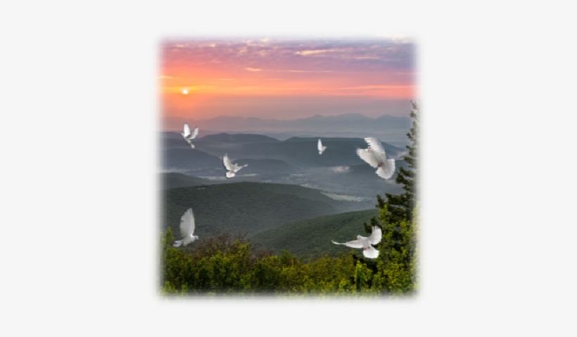 Dove Releases Help Make That Special Day Memorable - Pigeons And Doves, transparent png