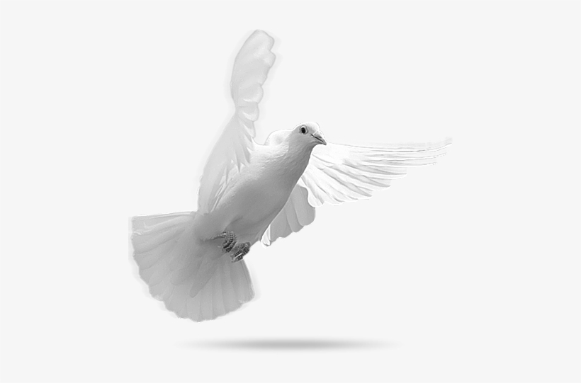Rock Dove, transparent png