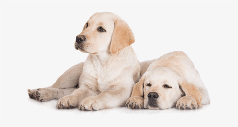 Labradors - Dog Bed Mesh Pet Elevated Hammock Camping Steel Frame, transparent png