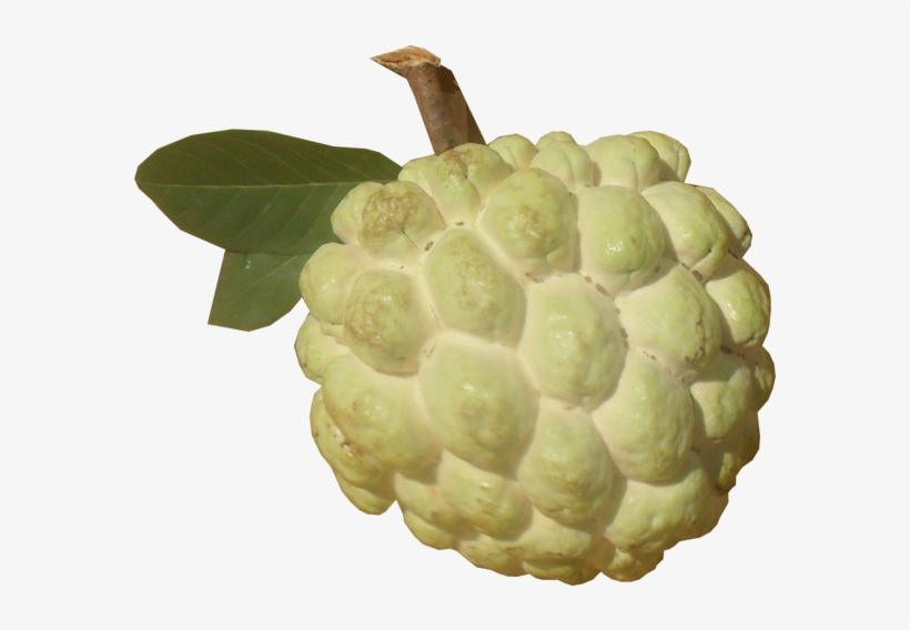 Sugar Apple Png Picture - Nmk1 Custard Apple, transparent png