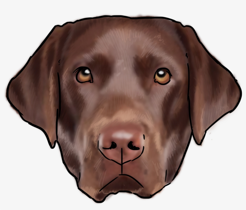 30 Labrador - Labrador Retriever, transparent png