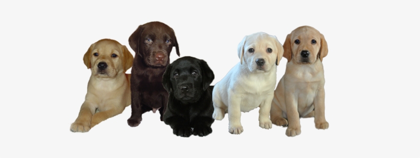 labrador pups for sale in scotland