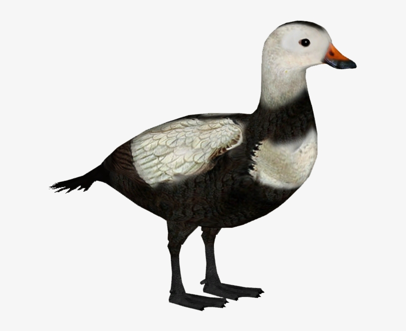 Labrador Duck M - Labrador Duck Png, transparent png