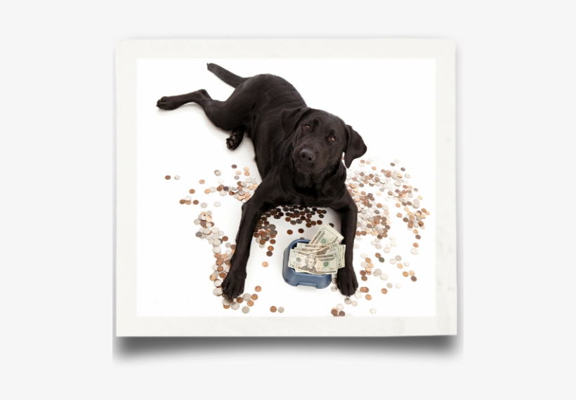 Donation Labrador Rescue - Raw Feeding, transparent png
