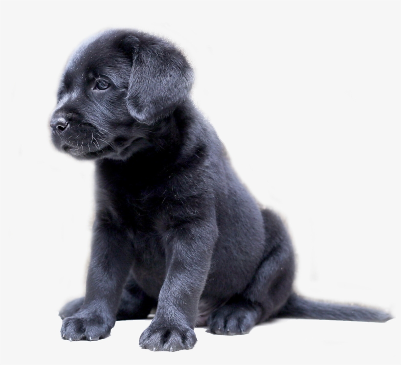 Labrador Lovers - Black Labrador Puppy Png, transparent png