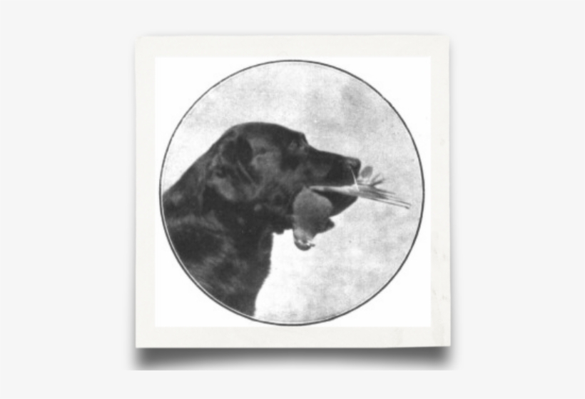 What Is A Labrador - Labrador Retriever, transparent png