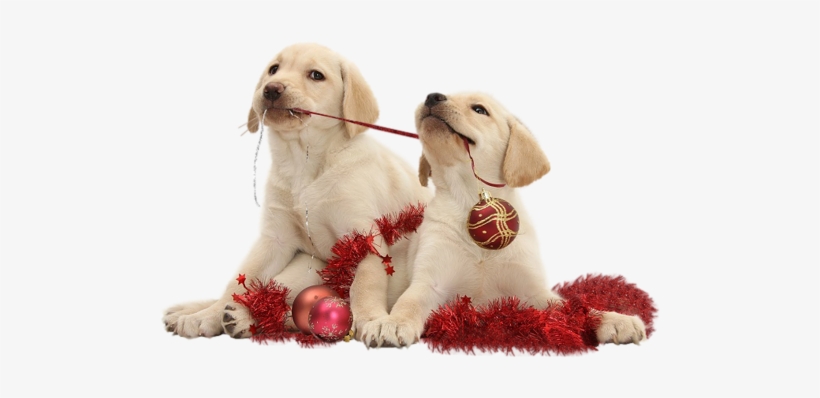 0 150c07 71866ec8 Orig - Yellow Lab Puppies Christmas, transparent png