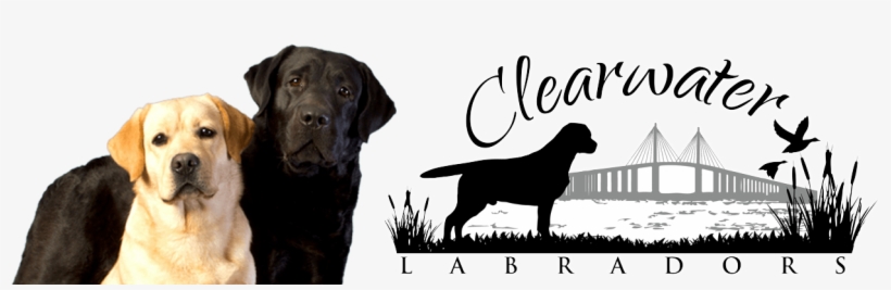 Clearwater Labradors - Labrador Retriever, transparent png