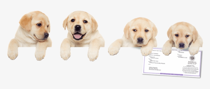 Registration - American Kennel Club, transparent png
