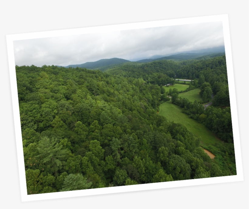 Picture-dropshadow - Conifer, transparent png