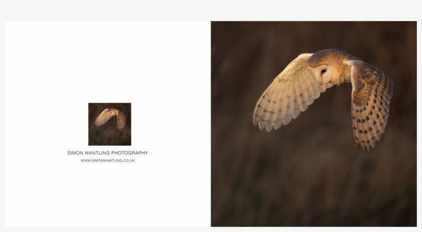Barn Owl Png, transparent png