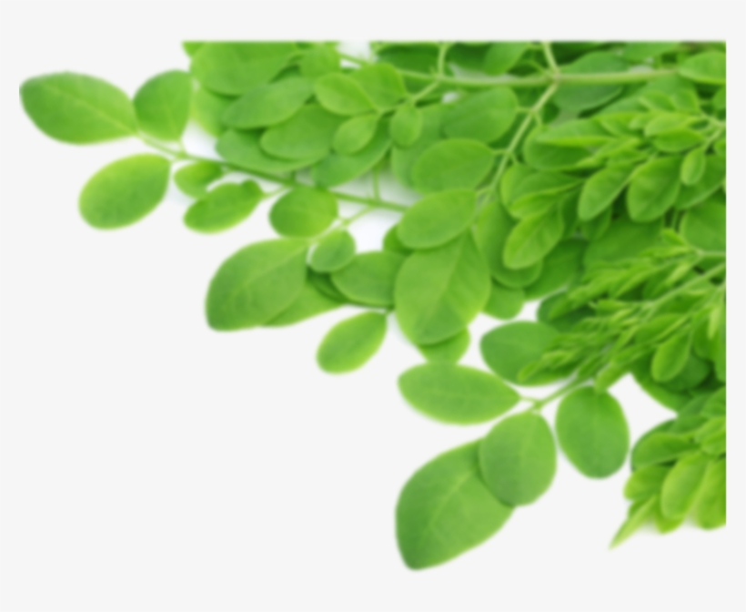 Malunggay Leaves Png, transparent png