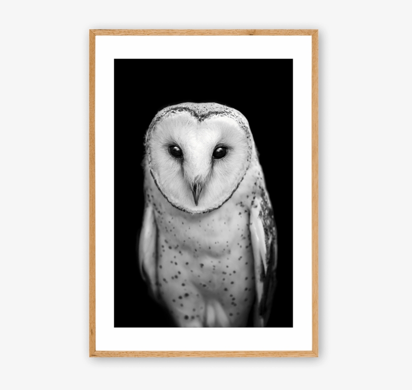 Tinker Owl Framed - Black And White Barn Owl, transparent png