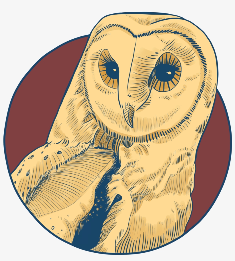 Barn Owl, transparent png