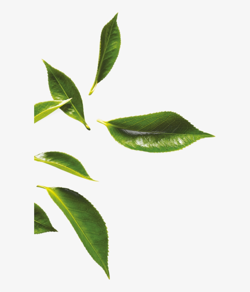 Join - Herb, transparent png