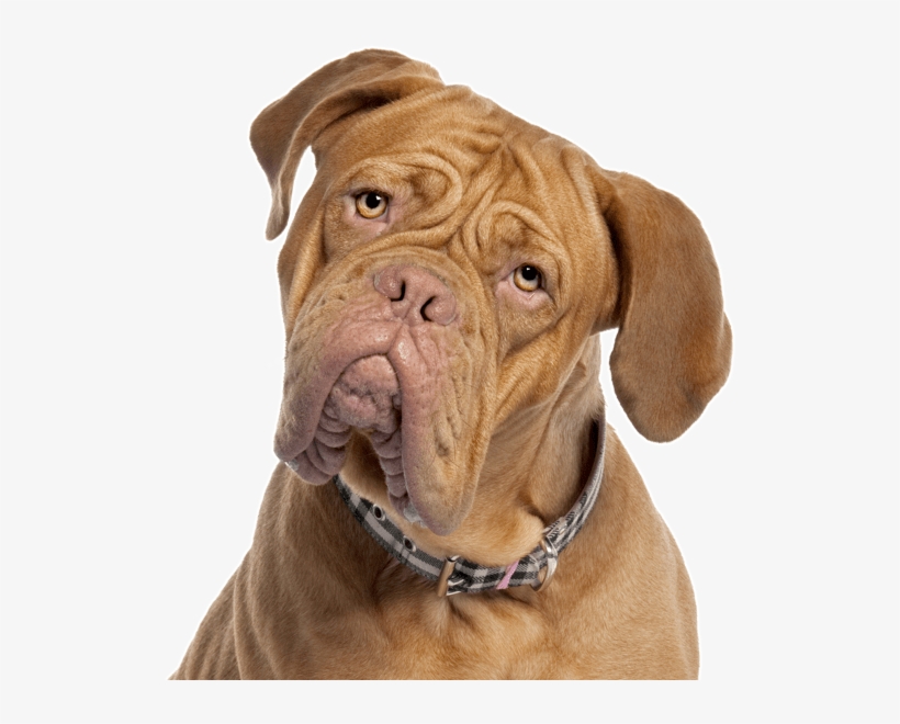 Mastiff - Dog Yawns, transparent png