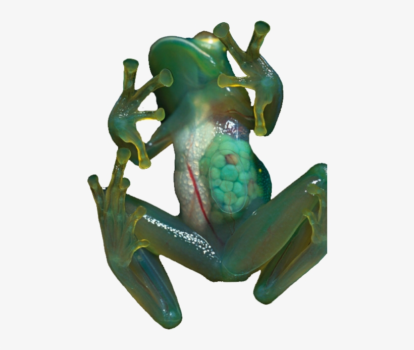This Is An Amazing Photo Of A Frog , Are Those Eggs - Transparent Frogs, transparent png
