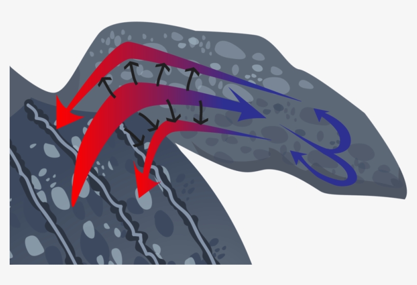 A Diagram Of Heat Flow In A Turtle's Flipper - Graphic Design, transparent png