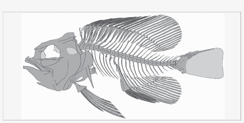 Pavarottia Maiseyi Sp - Sketch, transparent png