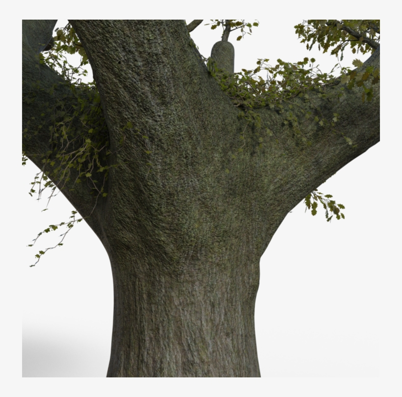 Huge Tree Branches To Base Closeup - Wood, transparent png