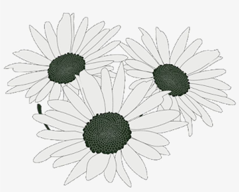 Flowers Sticker - Chamomile, transparent png
