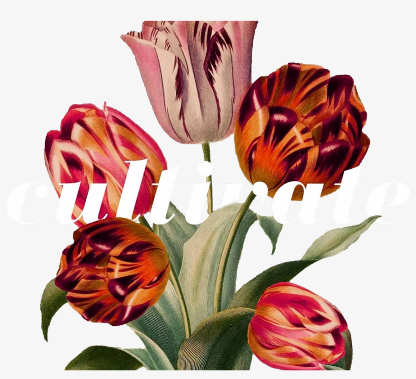 Cultivate - Tulip, transparent png