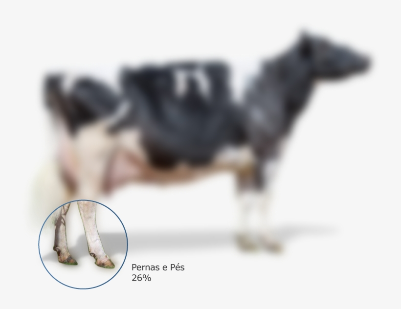 Passe O Mouse Sobre A Vaca Abaixo Para Visualizar As - Working Animal, transparent png