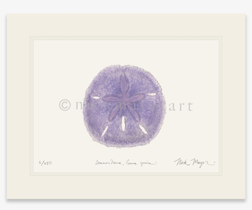 Purple Sand Dollar - Sand Dollar, transparent png