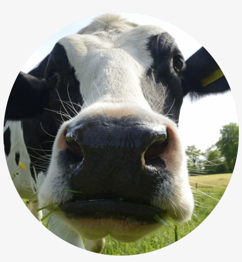 Vaca Sticker, transparent png