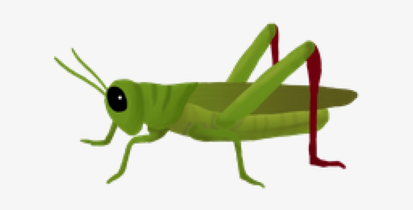 Grasshopper Png, transparent png